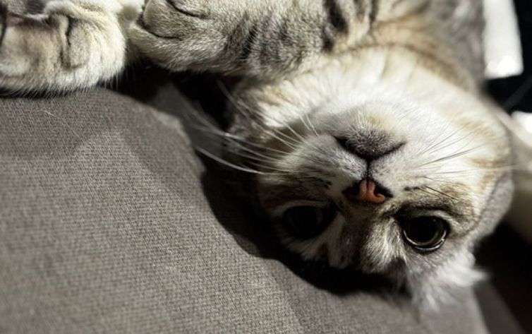 猫と暮らすと脳が変わる。人と猫をつなぐ「オキシトシン」の変化