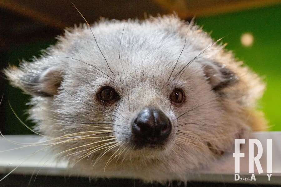 密かなブーム　１匹250万円からの超高級”癒やし”ペット「ビントロング」　別名”クマネコ”の姿