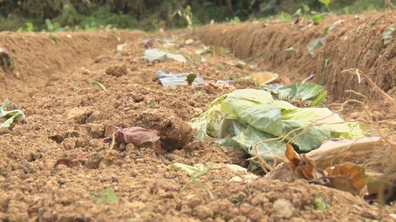 去年の2.5倍に高騰のキャベツ　収穫目前に400玉あまり盗まれる　名護市の生産者怒り