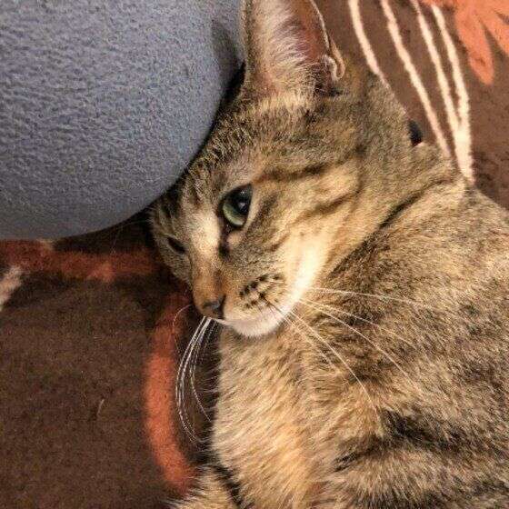 強めにグイグイくる。猫が飼い主に「頭突き」をするかわいい理由