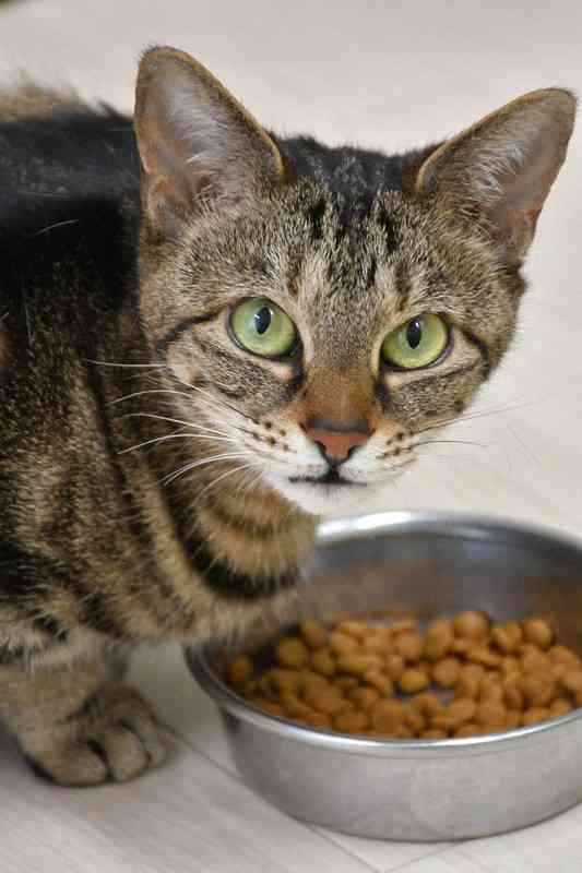 なぜ猫は餌を残すのか?　猫12匹の食事で見えた理由　岩手大