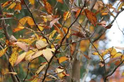 【悲報】もうすでに寒い