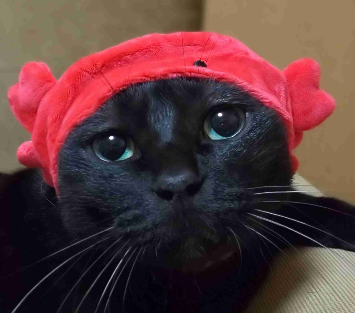 黒猫が好きな人、集合！！(飼ってる人も)