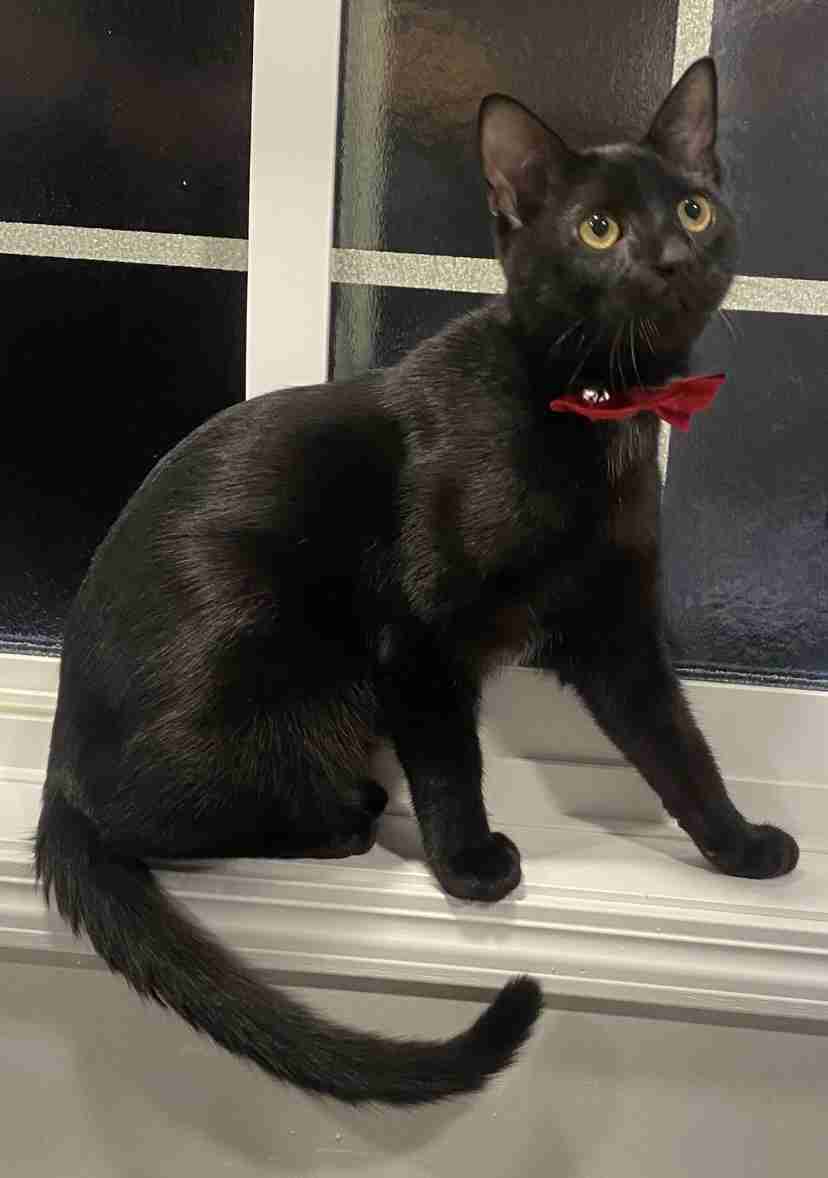 黒猫が好きな人！