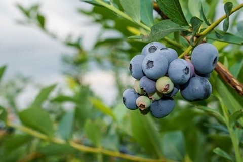 日本に死刑廃止を勧告　国連人権理が審査