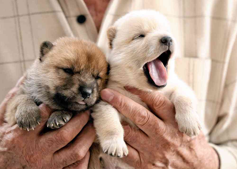 日本犬6種の一つの北海道犬、こんなにかわいいのに知名度低く…いつか「絶滅危惧種になる」