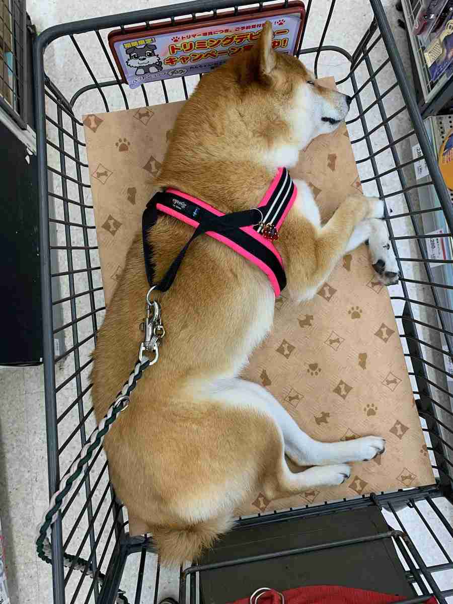 ホームセンターのカートですぐ寝る柴犬に3.1万人夢中　「ゆりかごだと思ってる」