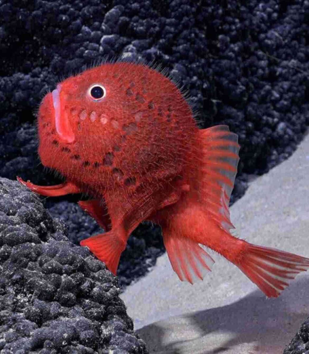 色んな深海生物が見たい