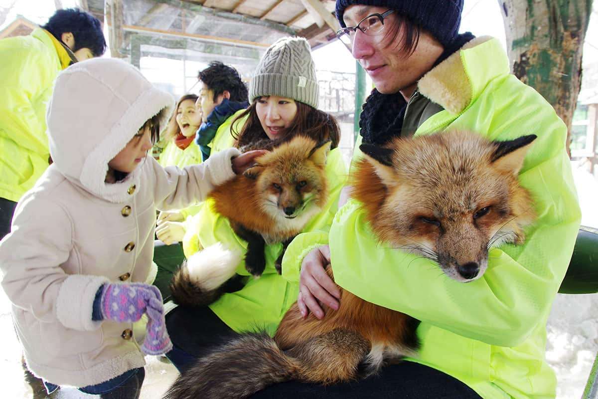「自作自演」と指摘されたキツネ村「動画騒動」キツネを蹴っていたことも判明し集まる嫌悪感「自己顕示欲が産んだモンスター」