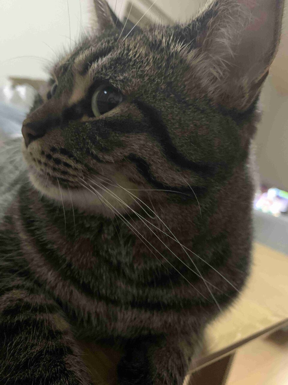 【癒し】猫ちゃんの横顔