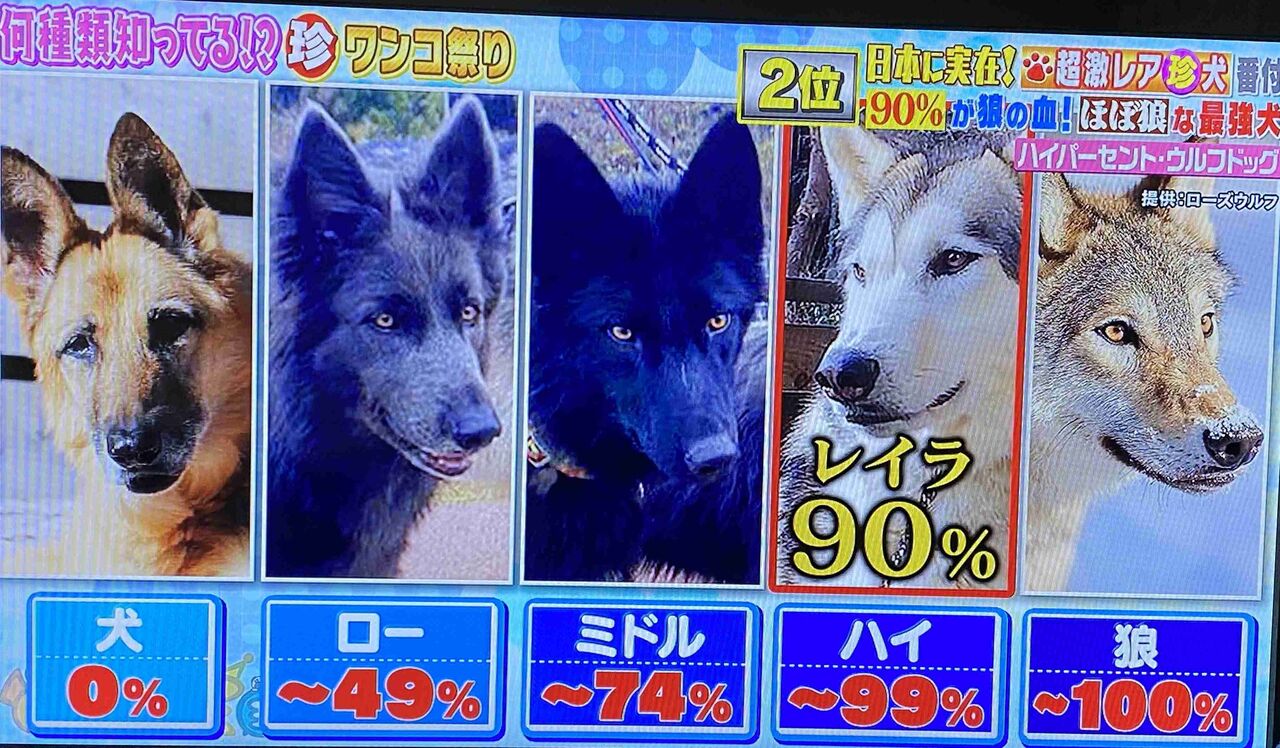 珍しい犬種を見たい 女性のための恋愛 結婚情報を発信するためのブログ 珍しい犬種を見たい 女性のための恋愛 結婚情報を発信するためのブログ