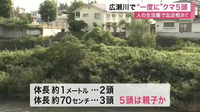 仙台市青葉区の広瀬川河川敷で“一度に”クマ5頭　JR仙台駅から約3キロ