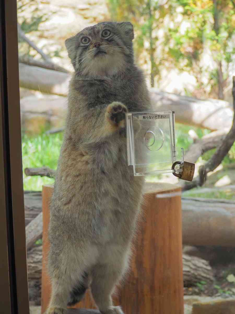 「軽いケガではすまない」マヌルネコは飼育員も触れられない“どう猛さ”…見た目とのギャップを投稿した動物園に聞いた