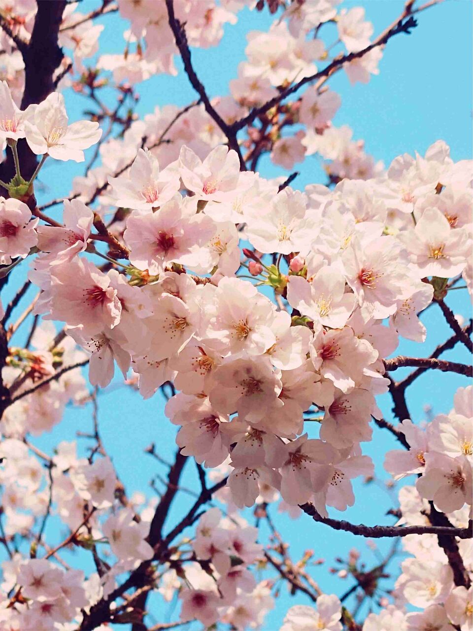 【2026/4】家族の介護中【定期】