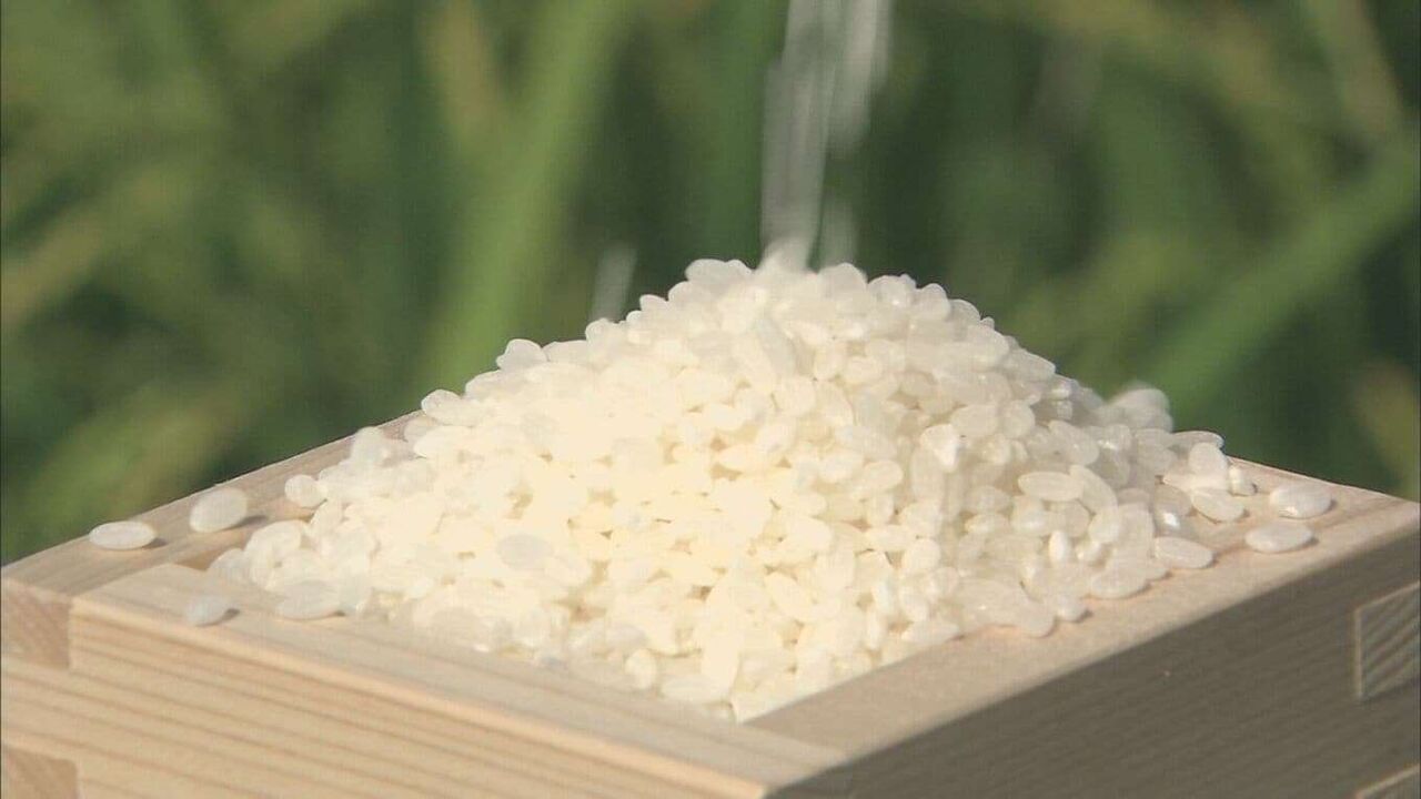 コメ平均価格5キロ3672円　6週連続の値下がり　3600円台は約5か月ぶり