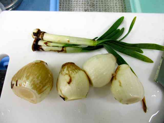 スイセンの球根をタマネギと間違えてカレーを調理　家族3人が食中毒