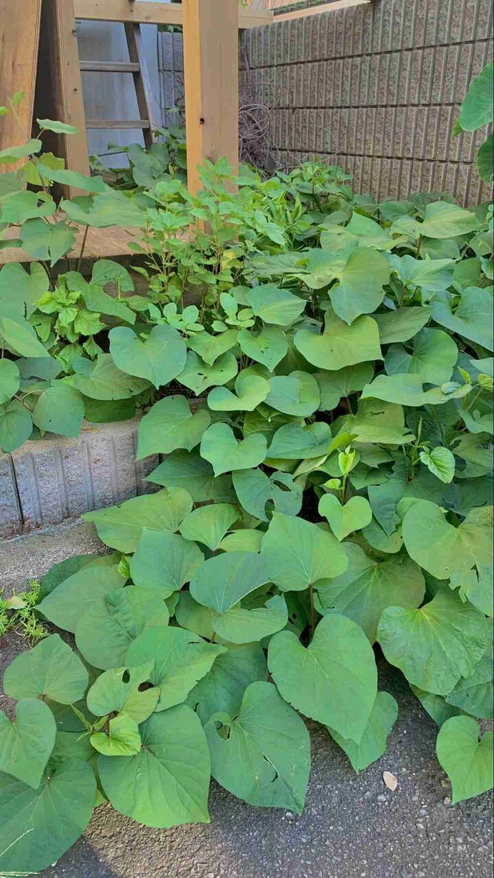 庭の雑草を一掃する画期的な方法が話題に　「天才」「来年やってみるしかない」