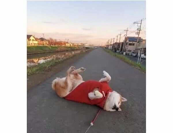 一番可愛い画像を貼った人が優勝！