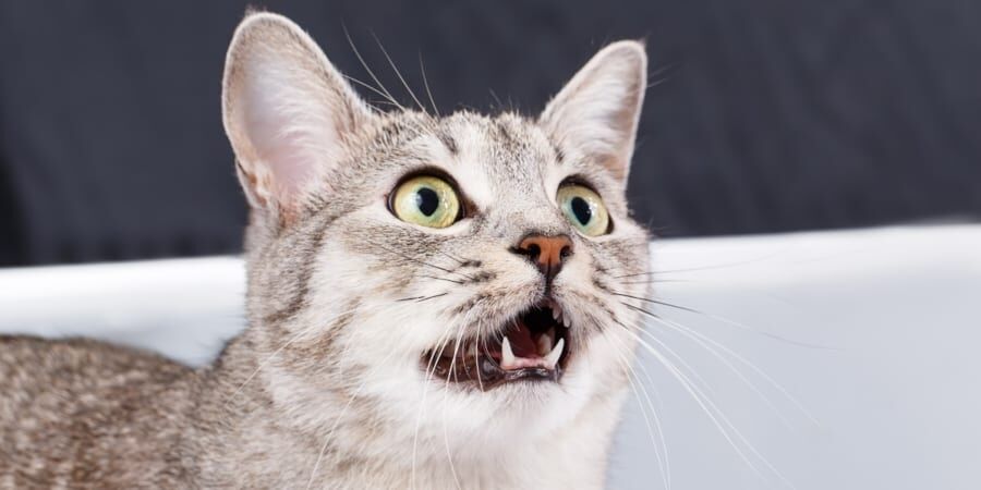 猫は男性に2倍「ニャー」とお帰りの挨拶をすると判明――なぜなのか？