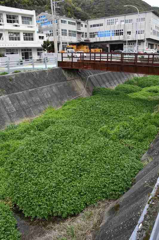 川に異変、クレソンが大繁殖　専門家が懸念するポイントは