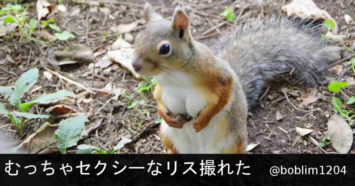 猫を肴にセクシーポーズでナッツを食べるリス がーるずレポート 猫を肴にセクシーポーズでナッツを食べるリス がーるずレポート