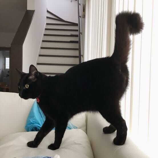 知っている猫単語