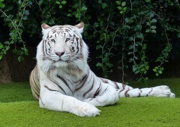 ❮ネタ❯お金も環境もなにも気にしなくて良いなら飼いたいペット