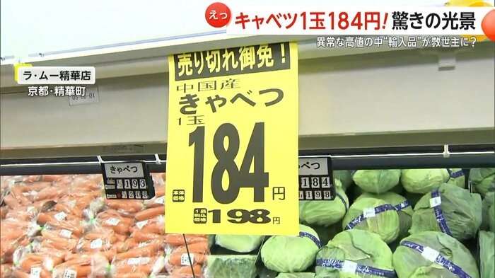 「高騰で苦肉の策」中国産キャベツが1玉“184円”と国産の半値…業務用や加工用だった“輸入キャベツ”が救世主に　輸入量は前年比で19倍以上に急増