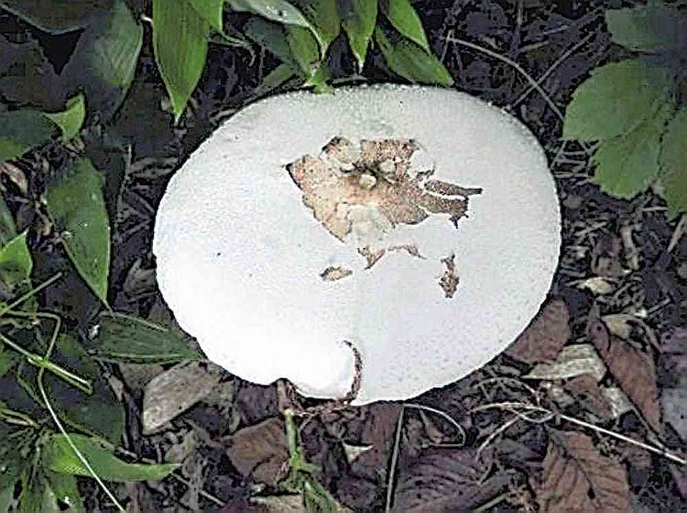 道路脇のキノコ、生で食べた80代が食中毒…嘔吐や発熱で入院