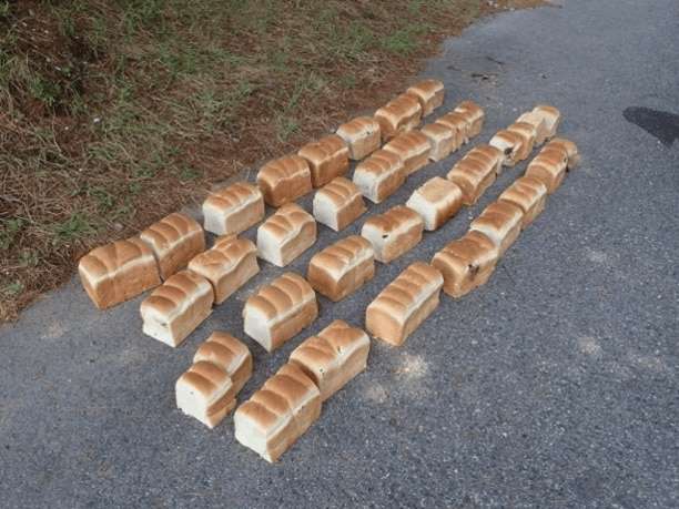 〈大山で謎の不法投棄〉大量の食パンの次は「鶏の内臓」…7日間で5日も繰り返される怪行動、警察も捜査「落としたとは考えにくい」