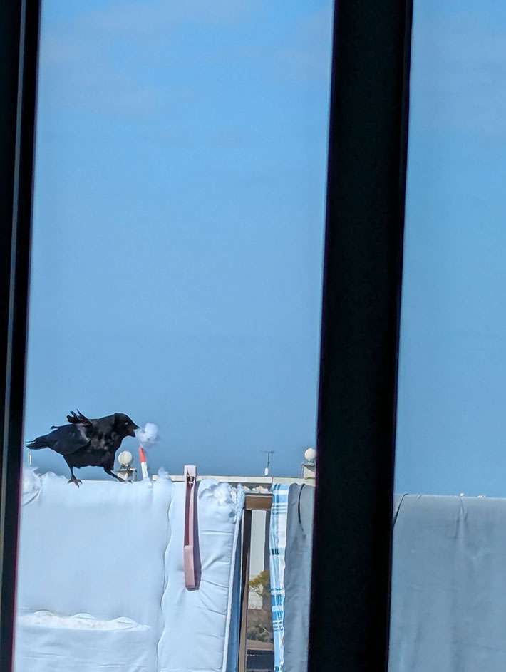 「カラスは賢いなぁ」「マジか」　布団を見つけると、次の瞬間