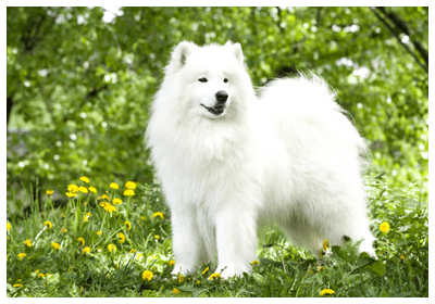 【ネタ】もし自分が犬だったら()彼氏にするとしたらどんな犬種が良い？