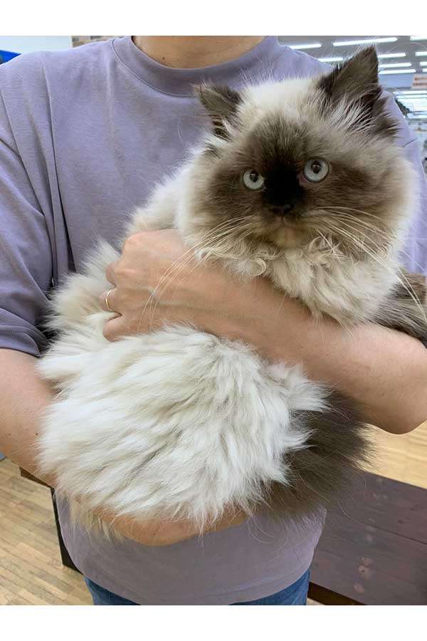 ホームセンターの猫が見るたびに値引き「可哀想で見るのが辛い」　売れ残った猫は…葛藤の末の決断