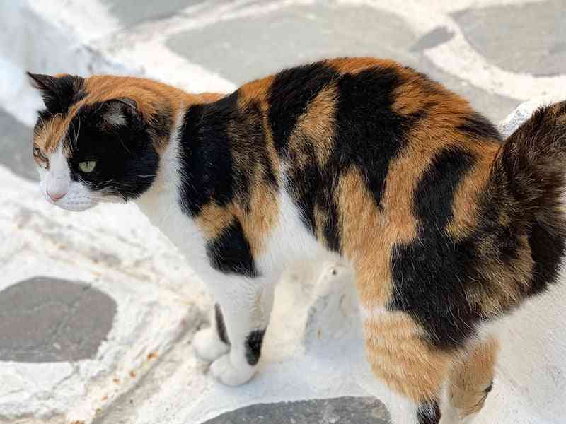 色んな三毛猫が見たい