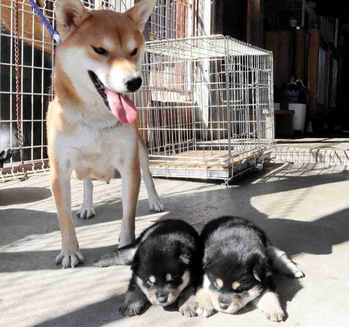 妊娠中の柴犬が行方不明に…飼い主「まさか警察署の中で」　福井県