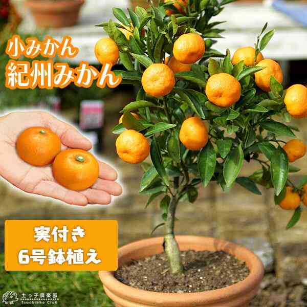 果樹の鉢植え栽培に興味がある人で話しましょう