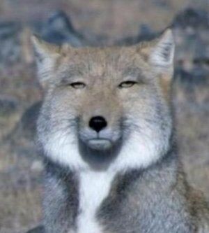 多様性にウンザリしてる人