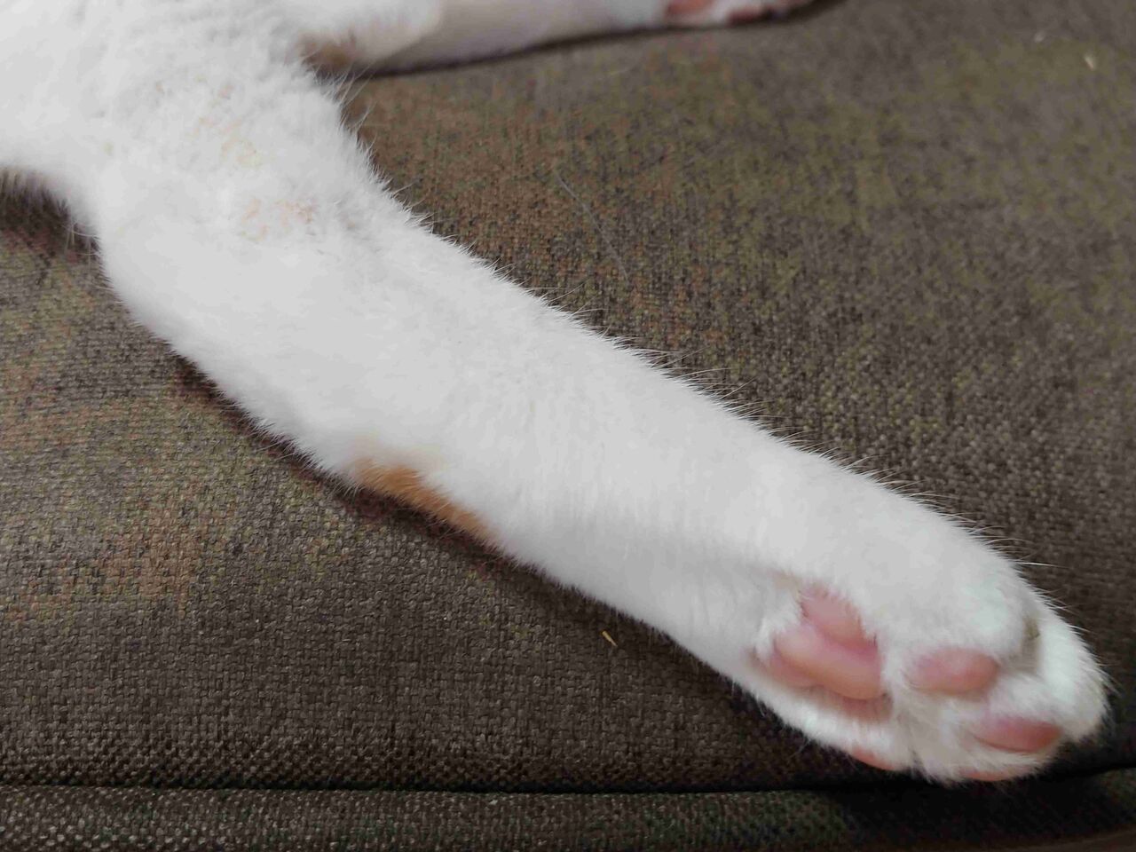 愛猫の一部を晒すトピ