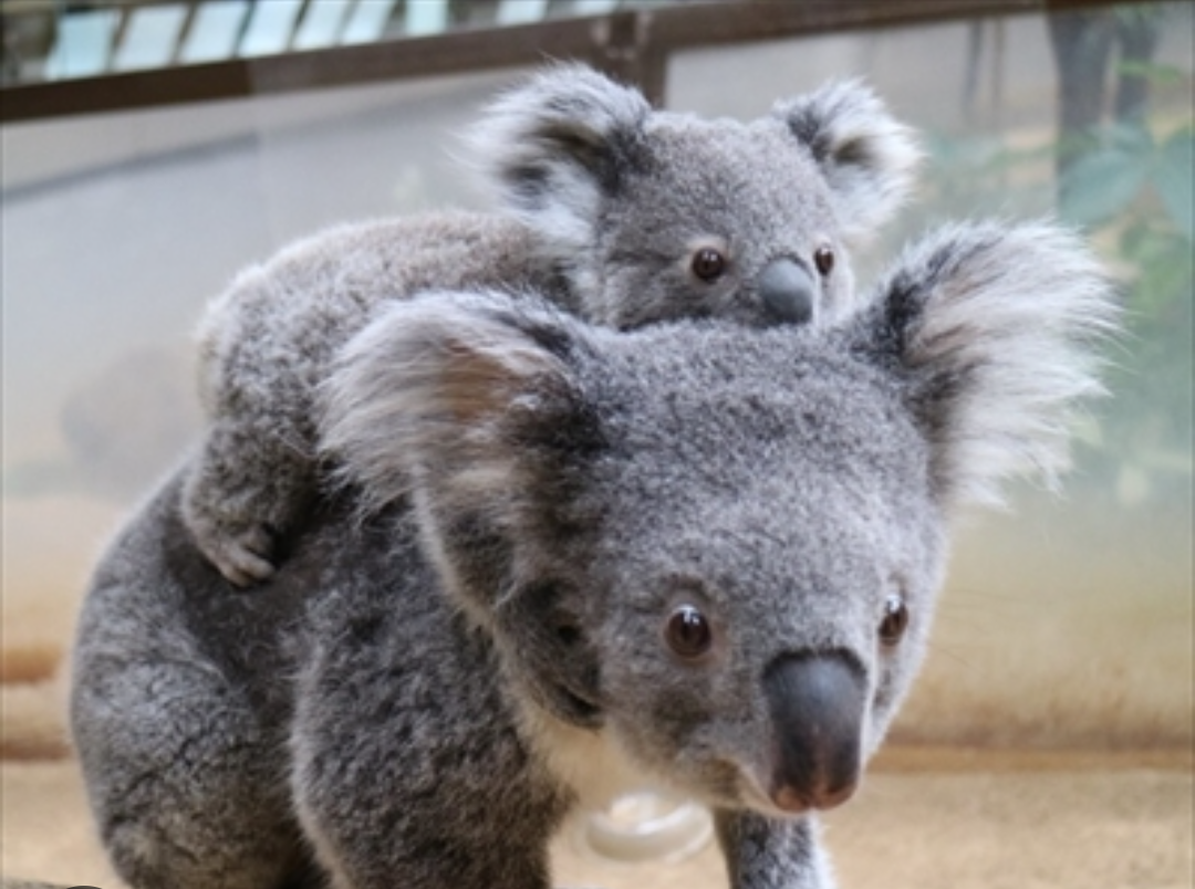 【愛知県】尾張の方【雑談】