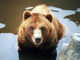 熊について知ってること