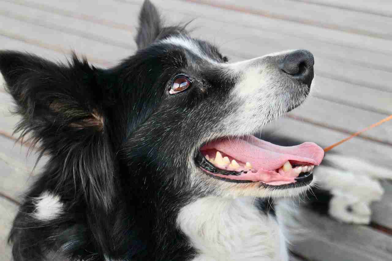 埼玉で大型犬が徘徊　ボーダーコリーか　「発見しても近寄らず、身の安全を最優先とするよう」呼びかけ