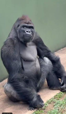 名古屋市東山動植物園、イケメンゴリラ「シャバーニJr.」が父超えの“色男”にファン興奮　広報語る今後の“方針”