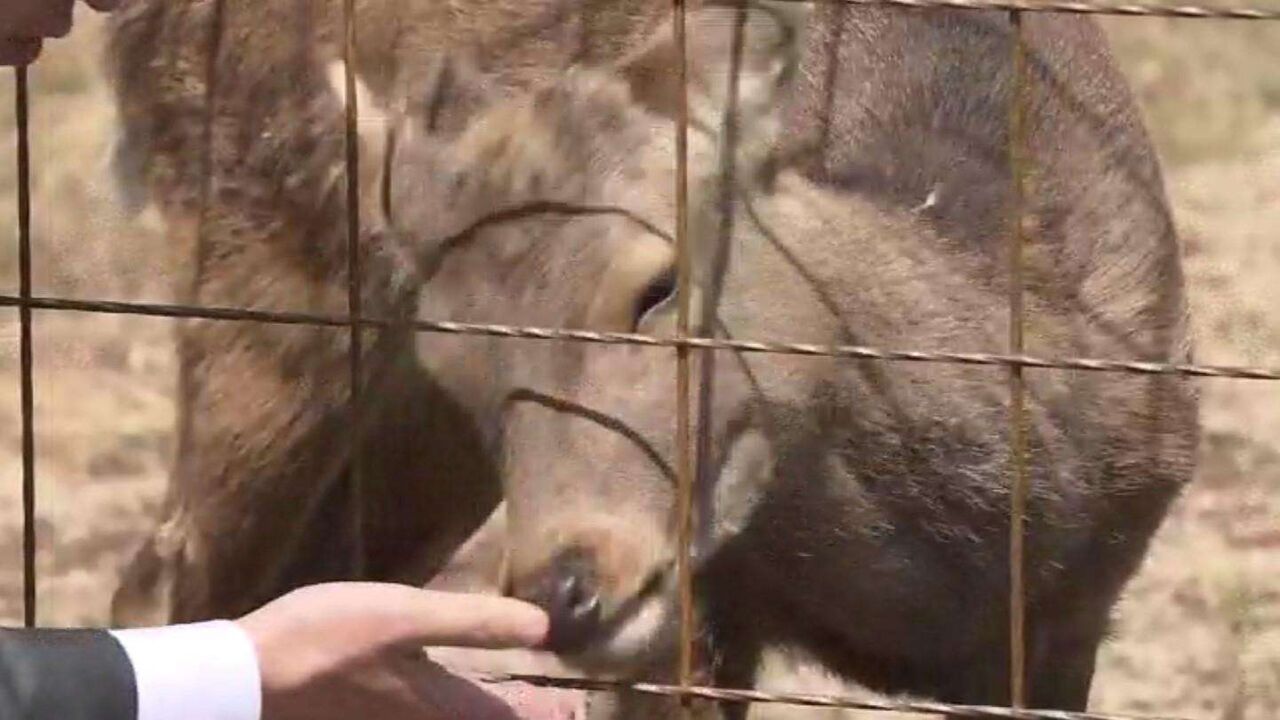 大阪市内で目撃相次いだ「迷いシカ」を「シカやん」と命名　大阪府の吉村知事が考案　横山市長のSNSアンケートで最多の支持集める