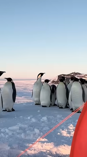 南極訓練キャンプ中にペンギンたちが押し寄せ、癒されまくる空軍兵たち