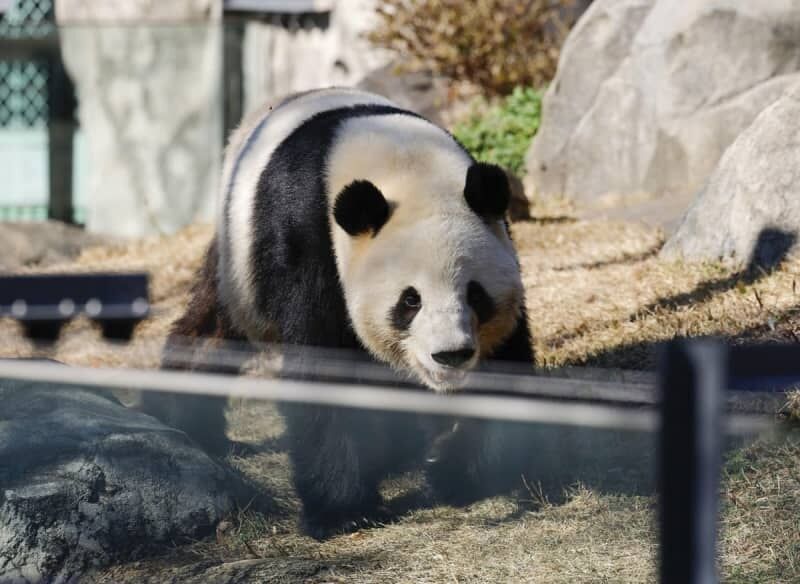 「パンダはもう要らない」SNSで活発な脱パンダ論、Xを解析したら→AIは「特定の層が頑張っている」　誘致に浴びせる「媚中」批判が日本人に迫る「踏み絵」