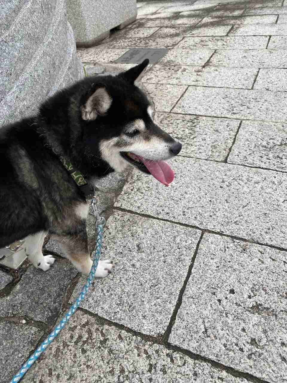 我が家の犬可愛い自慢