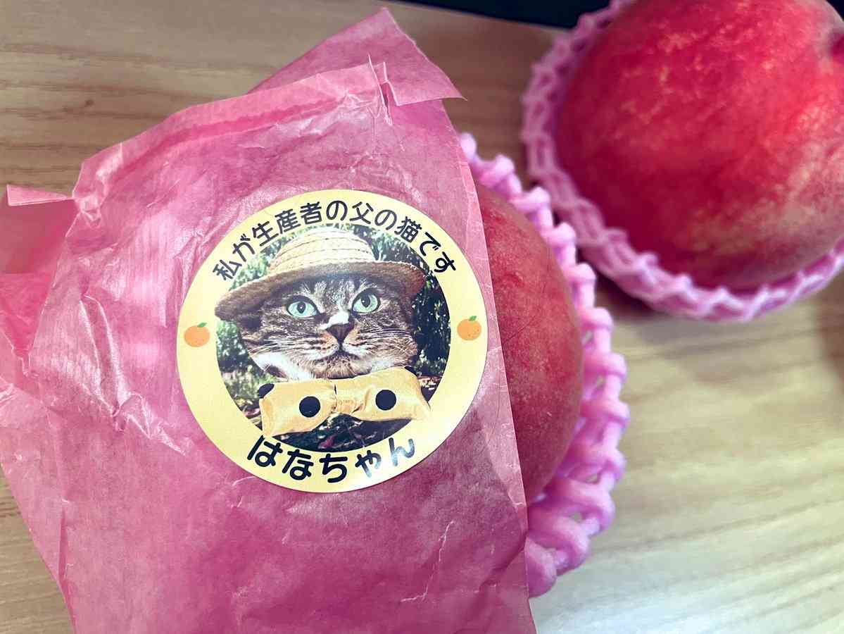 「私が生産者の父の“猫”です」　桃に貼られた生産者シールに称賛の声「これは可愛い」「安心感が生まれる」