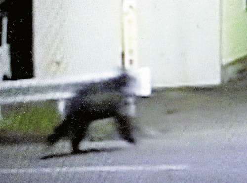 住宅街にヒグマ、目撃相次ぐ…足跡が向かう先に戸建て