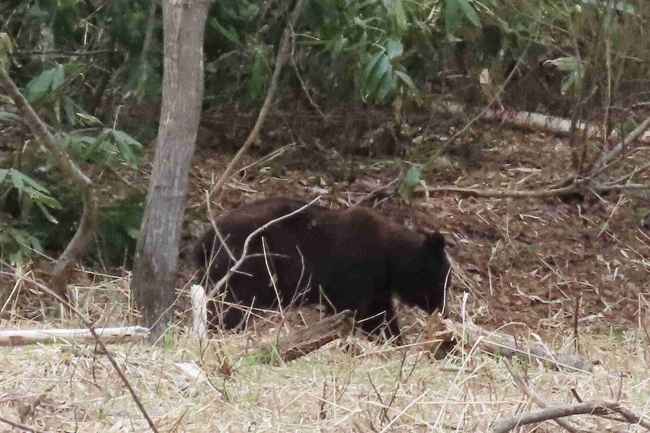ヒグマ、好奇心で人間襲ったか　北海道・朱鞠内湖襲撃　人間恐れぬ個体への対応課題に