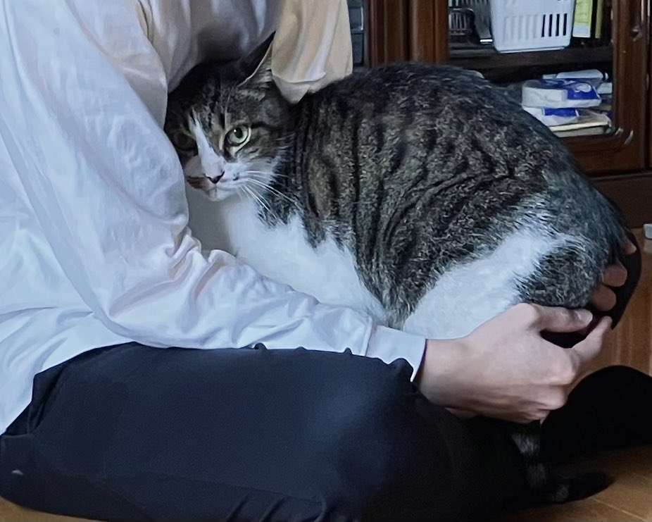 猫の爪切りをした直後『爪を切らない方のニンゲン』のところに駆け込んでこの顔である「これほんと悲しい」